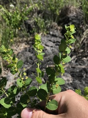 Phyllanthopsis phyllanthoides