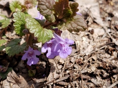 Glechoma hederacea