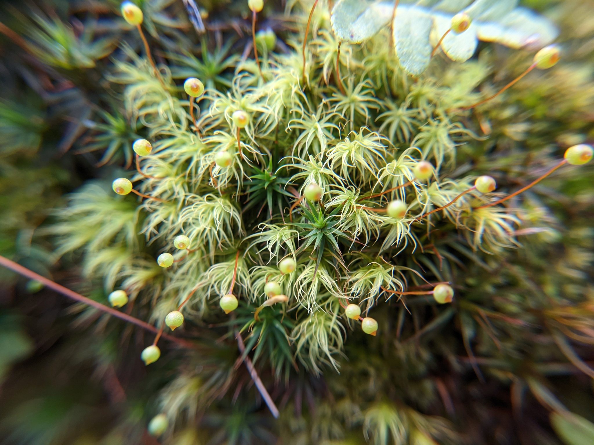 Bartramiaceae