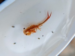 Eubranchipus vernalis