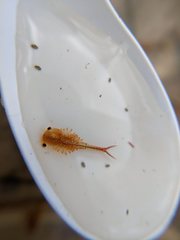 Eubranchipus vernalis