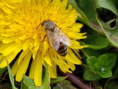 Apis mellifera