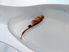 Eubranchipus vernalis