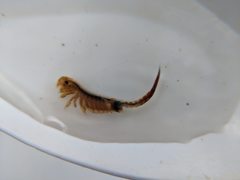 Eubranchipus vernalis