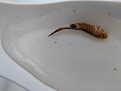 Eubranchipus vernalis