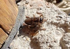 Cyphoderris