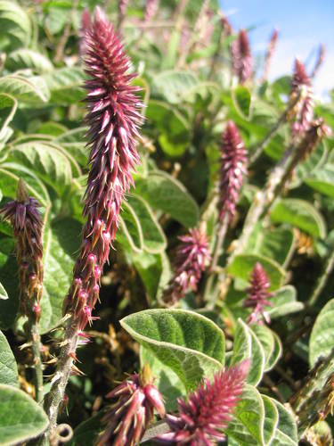 Achyranthes velutina observed 2006-06-30