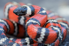 Lampropeltis multifasciata