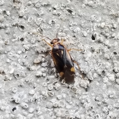 Tropidosteptes