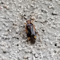 Tropidosteptes