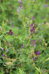 Medicago lessingii