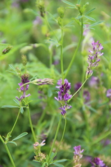 Medicago lessingii