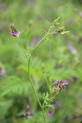 Medicago lessingii