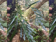 Polypodium ensiforme
