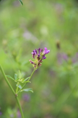 Medicago lessingii