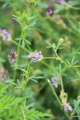 Medicago lessingii