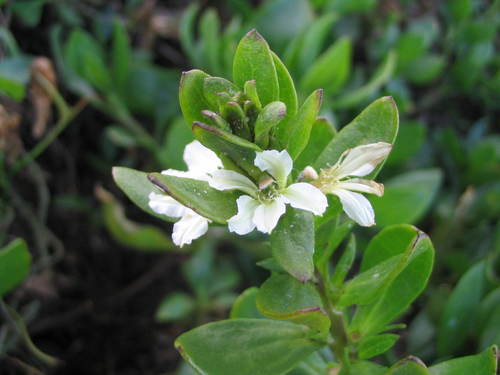 Scaevola gracilis observed 2006-07-03