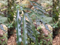Polypodium ensiforme