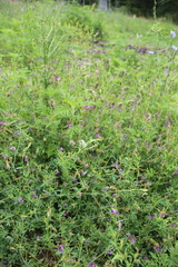 Medicago lessingii