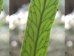 Polypodium ensiforme