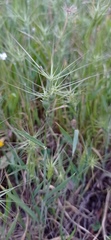 Aegilops geniculata