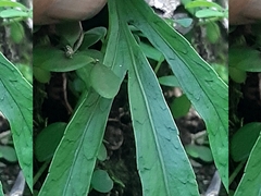 Polypodium ensiforme