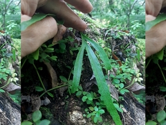 Polypodium ensiforme