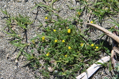 Medicago constricta