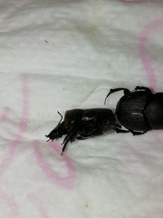 Onthophagus verticicornis