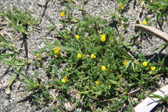 Medicago constricta