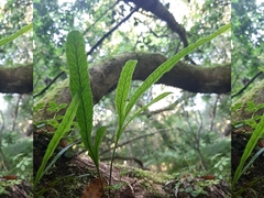 Polypodium ensiforme