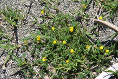 Medicago constricta