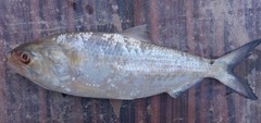 Hilsa photo 4