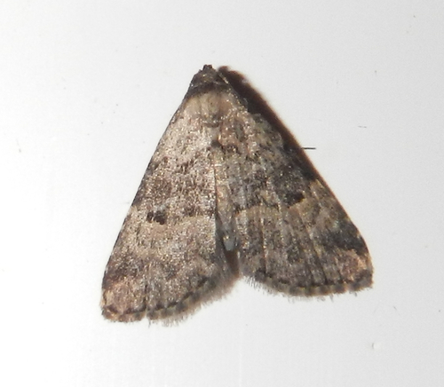Visitation Moth photo 2
