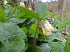 Symphytum tuberosum