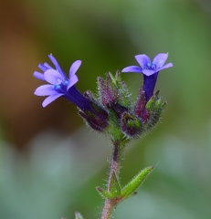 Allophyllum gilioides gilioides