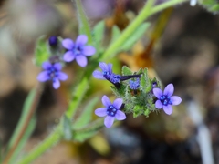 Allophyllum gilioides gilioides