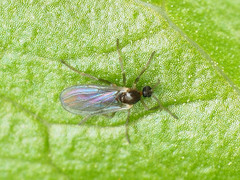 Micromyinae