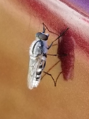 Ozodiceromyia notata