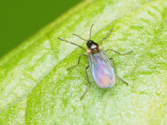 Micromyinae