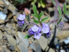 Phacelia breweri