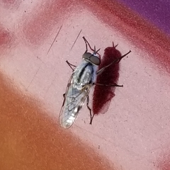 Ozodiceromyia notata