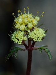 Sanicula saxatilis