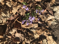 Viola collina