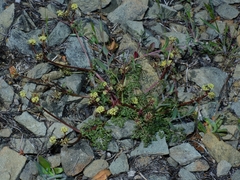 Sanicula saxatilis