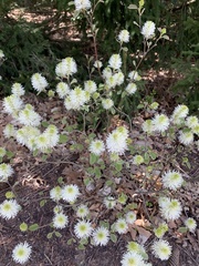 Fothergilla gardenii