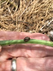Calligrapha bidenticola
