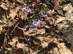 Viola collina