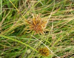 Cyperus incomtus