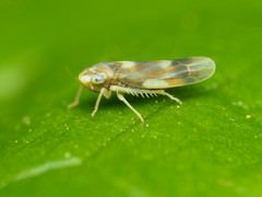 Erythridula fumida
